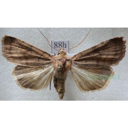 Xestia sexstrigata (Haworth, 1809) Rolnica sześciokreska Czech88h